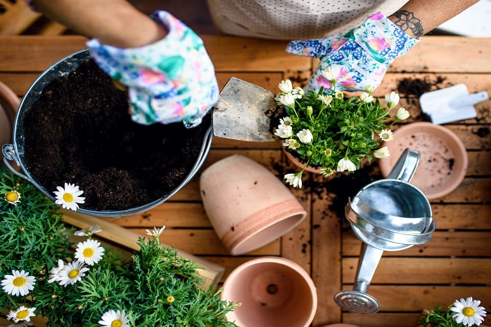 best patio potted plants Our Favourite Potted Plants That Are Perfect All Year-Round on a Patio