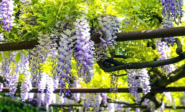 shutterstock 188722982 8 Climbing Plants for Your Pergola